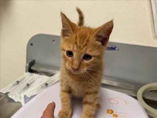 SATURN, a cat for adoption from Orange County Animal Services