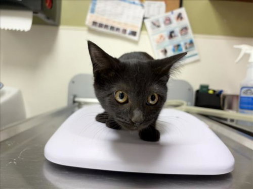 BUTTERCUP, a cat for adoption from Orange County Animal Services