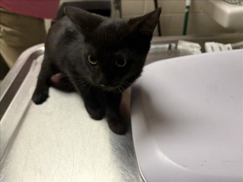 BUBBLES, a cat for adoption from Orange County Animal Services