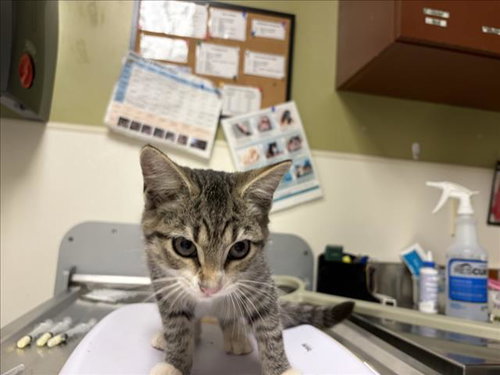 BLOSSOM, a cat for adoption from Orange County Animal Services