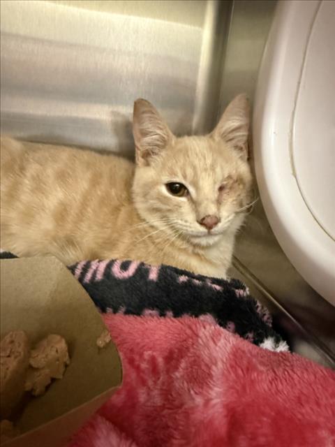SHRUB, a cat for adoption from Orange County Animal Services
