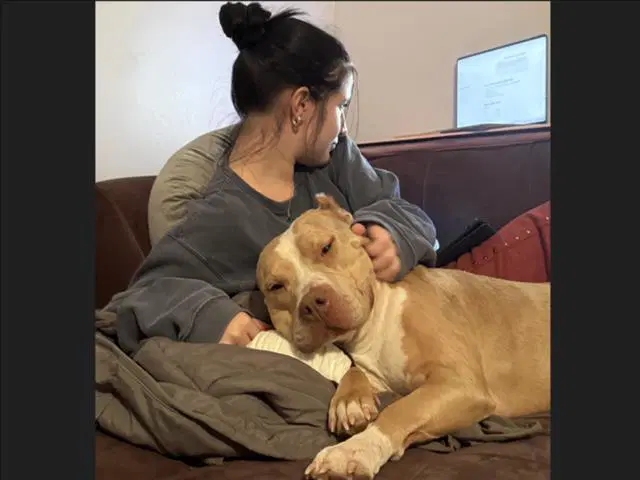 Moana - American Pit Bull Terrier