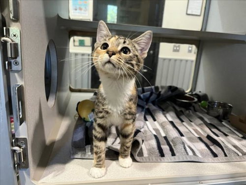 PORK CHOP, a cat for adoption from Orange County Animal Services