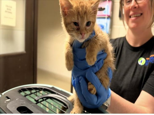 AGADOR, a cat for adoption from Orange County Animal Services