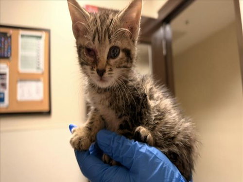 ARMAND, a cat for adoption from Orange County Animal Services