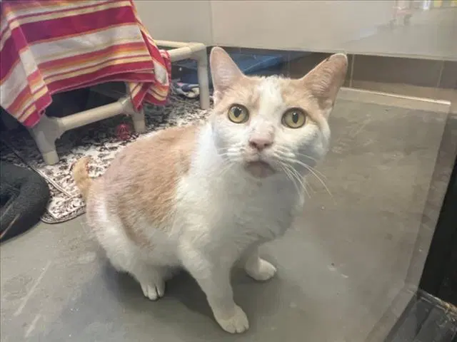Ford - Domestic Short Hair