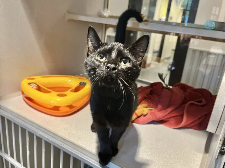 Amber - Domestic Short Hair