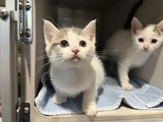 Snowflake - Domestic Short Hair