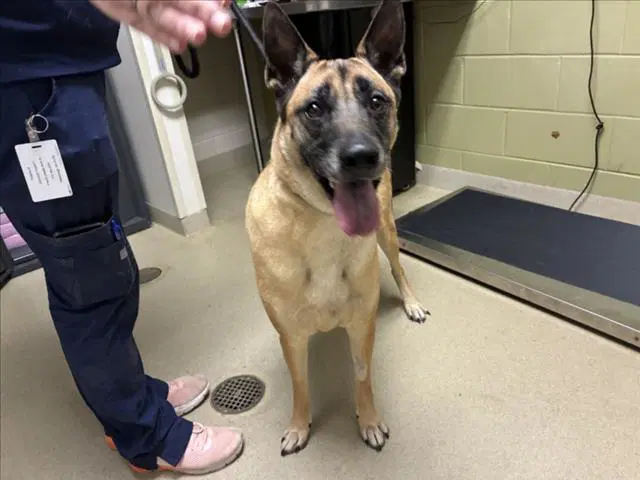 Kevin - German Shepherd Dog