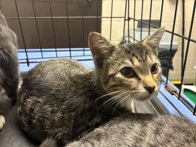 Ismene - Domestic Short Hair