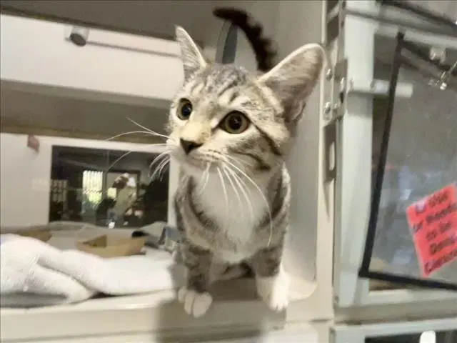Ismene - Domestic Short Hair