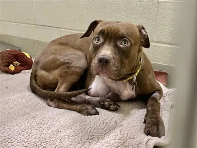 Piper - Pit Bull Terrier