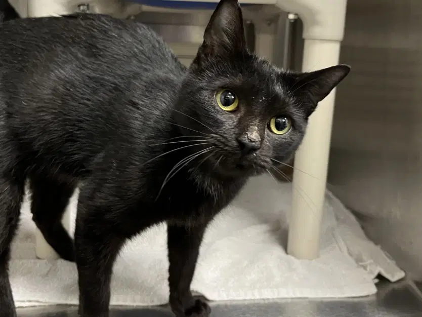 Binx - Domestic Short Hair
