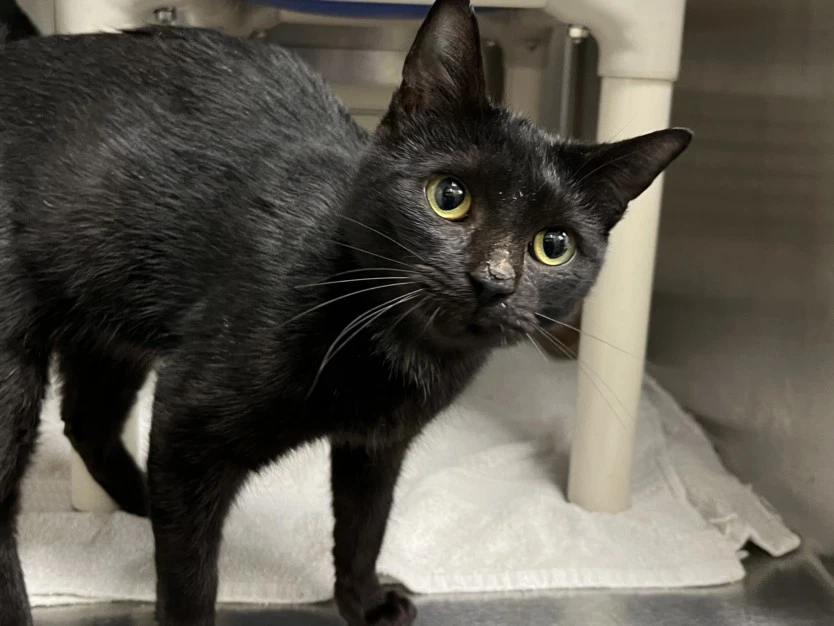 Binx