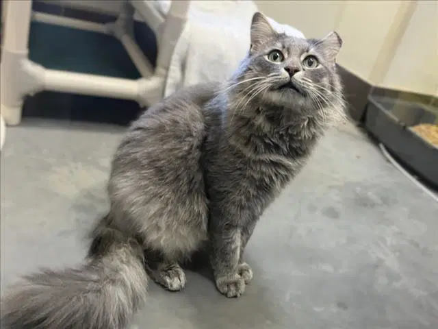 Mace - Domestic Long Hair