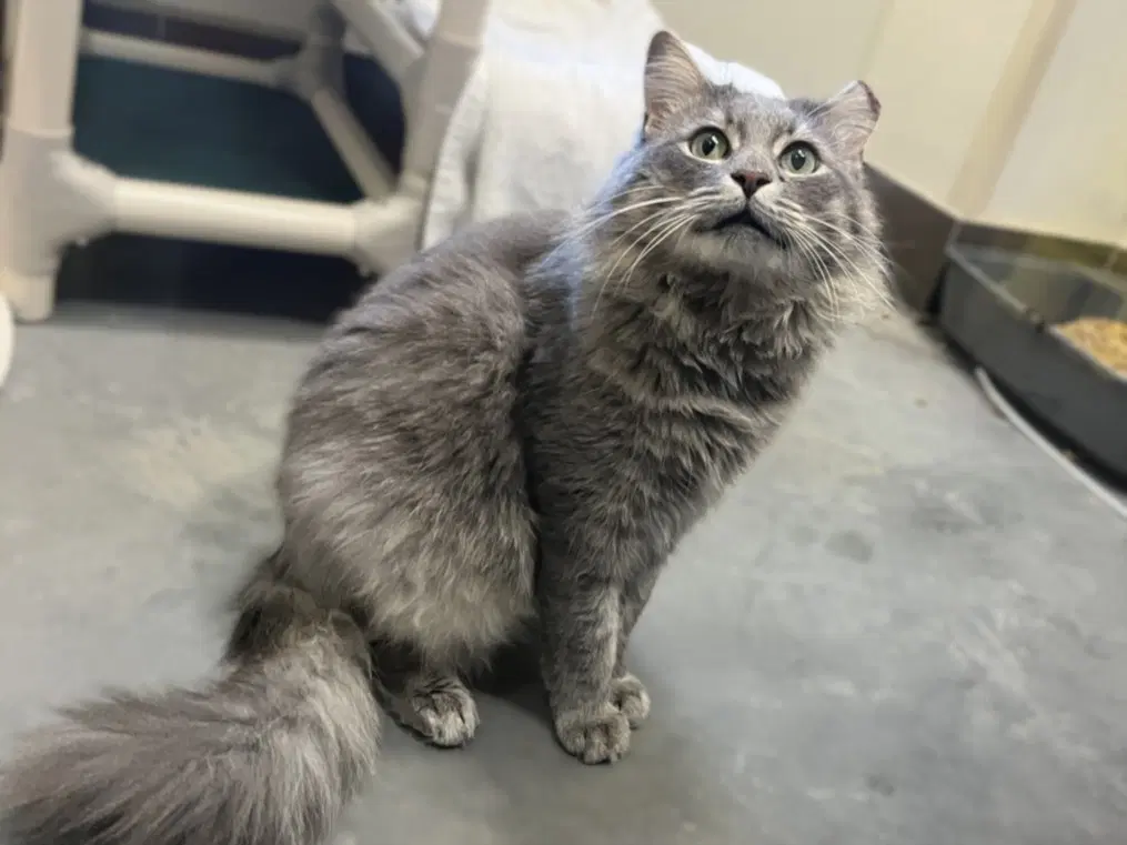Mace - Domestic Long Hair