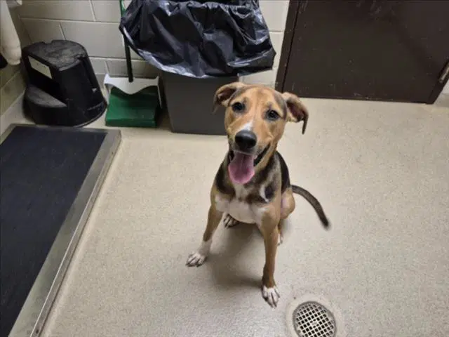 Chase - Beagle