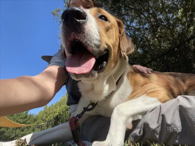 Canelo - Anatolian Shepherd