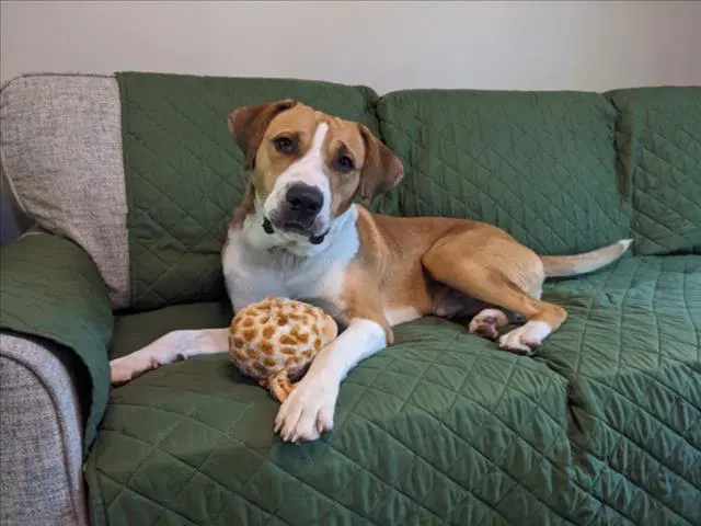 Canelo - Anatolian Shepherd