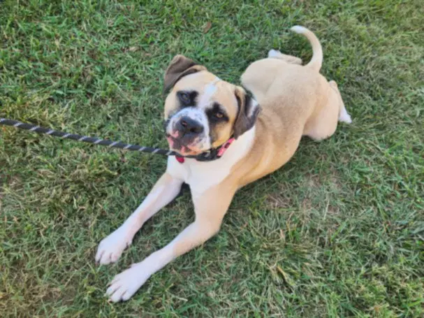 Jeremy - American Bulldog