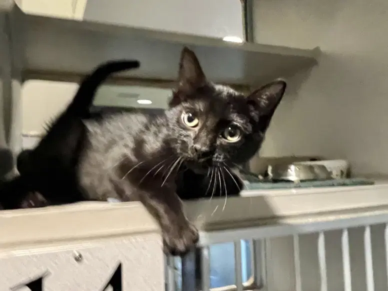 Flipper - Domestic Short Hair