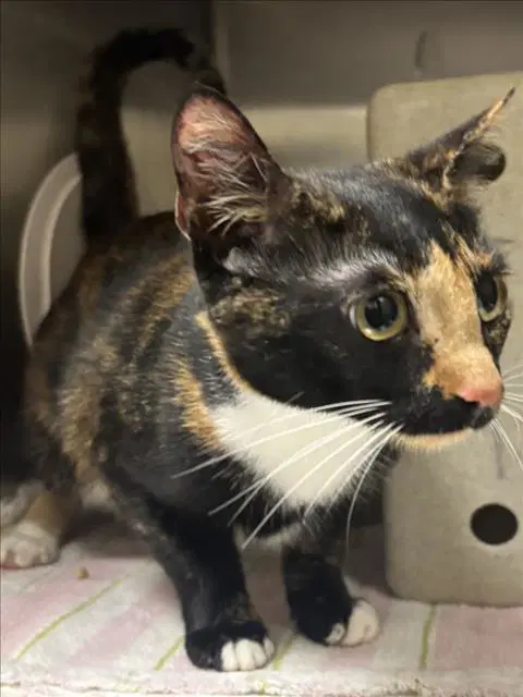 Ambrosia - Domestic Short Hair