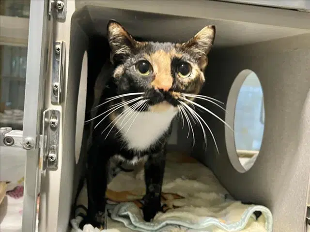 Ambrosia - Domestic Short Hair