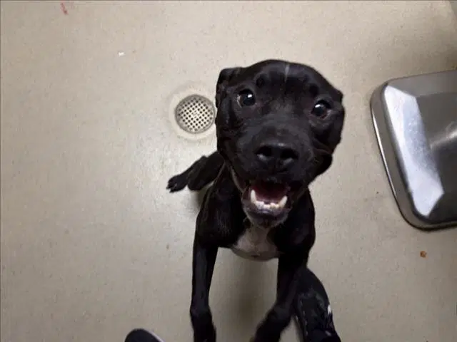 Kamina - Pit Bull Terrier