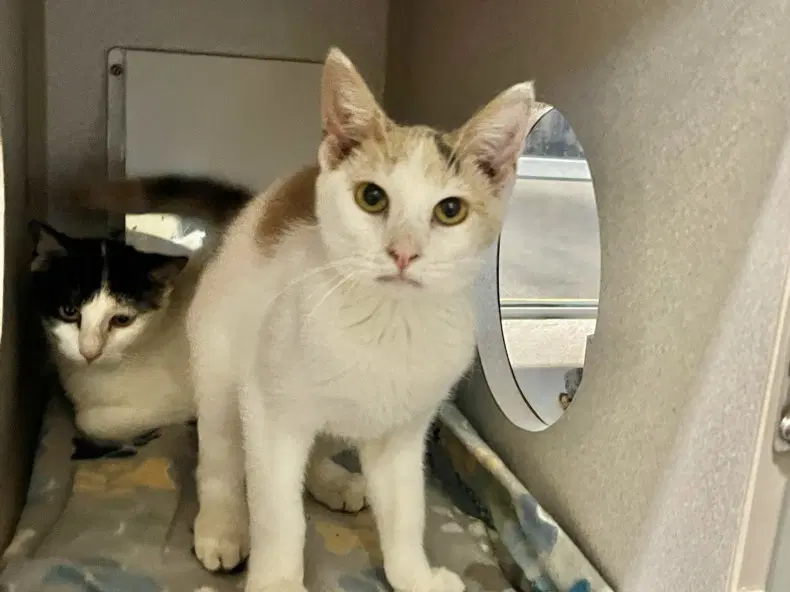 Sundae - Domestic Short Hair