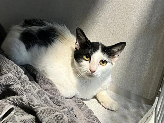 Checkers - Domestic Short Hair