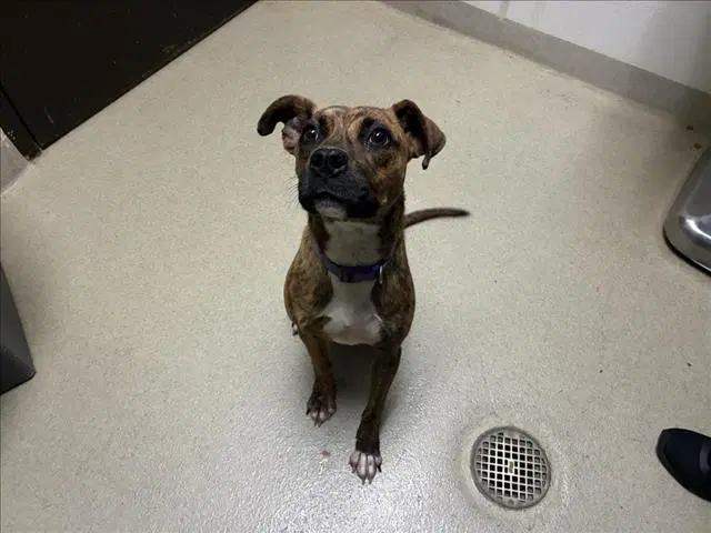 Reesie - Pit Bull Terrier