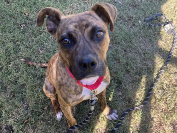 Reesie - Pit Bull Terrier