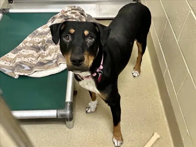 Arianna - Doberman Pinscher
