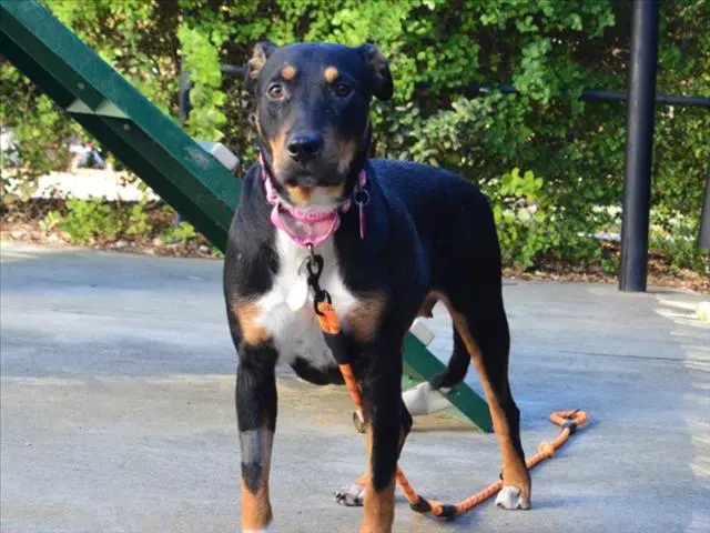 Arianna - Doberman Pinscher