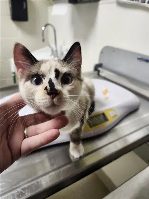 Olivia - Siamese