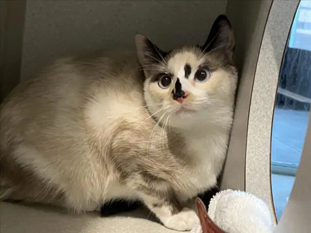 Olivia - Siamese
