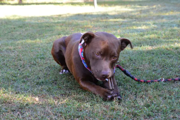 Little Bear - Pit Bull Terrier