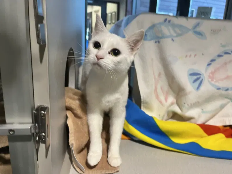 Pea - Domestic Short Hair