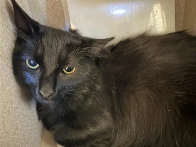 Harold - Domestic Short Hair