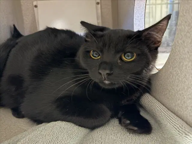 Gus - Domestic Medium Hair