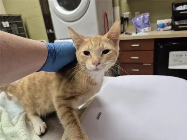 Starfox - Domestic Short Hair