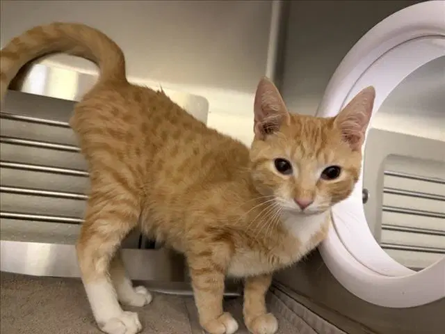 Starfox - Domestic Short Hair