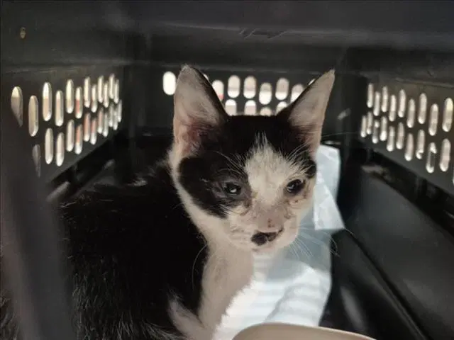 Sonic - Domestic Short Hair