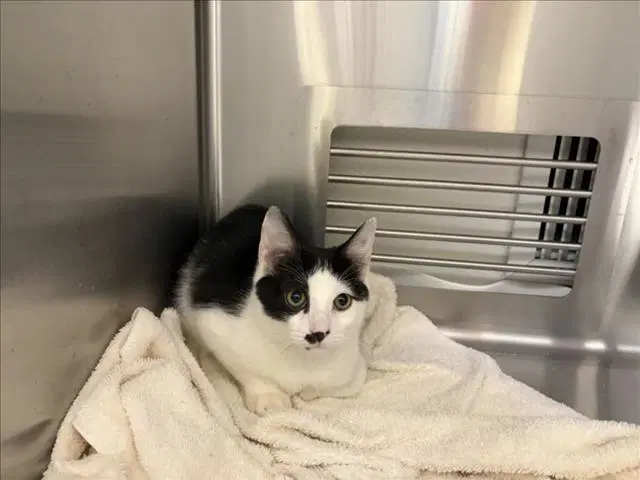 Sonic - Domestic Short Hair