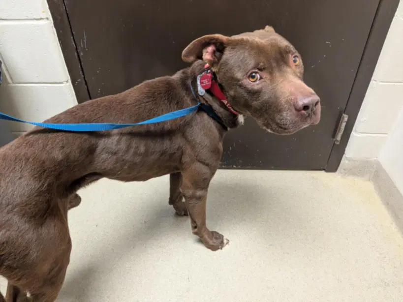 Chocolate - Pit Bull Terrier