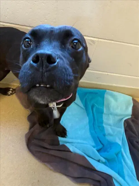 Kangaroo Jackie - Pit Bull Terrier