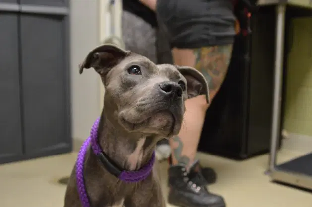 Nova - Pit Bull Terrier