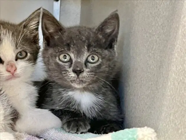 Sprinkles - Domestic Short Hair
