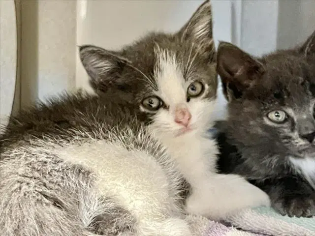 Rainbow - Domestic Short Hair