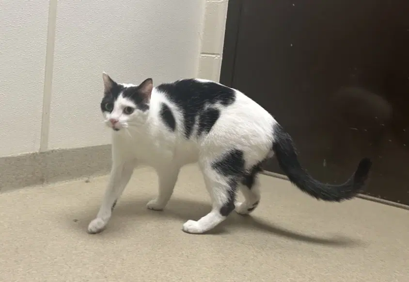 Mochi - Domestic Short Hair